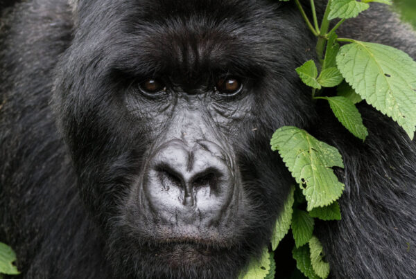 4-Day Rwanda Gorilla and Golden Monkey Trekking Tour