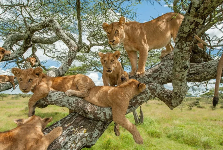 5-Day Bwindi, Lake Bunyonyi & Queen