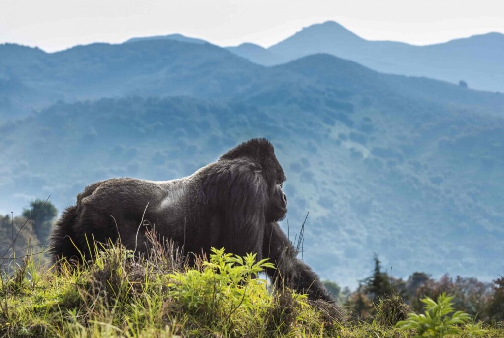 5-Day Rwanda Gorillas and Chimpanzee Tour