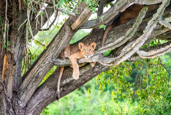 6-Day Volcanoes, Bwindi, Lake Bunyonyi, Queen and Kibale