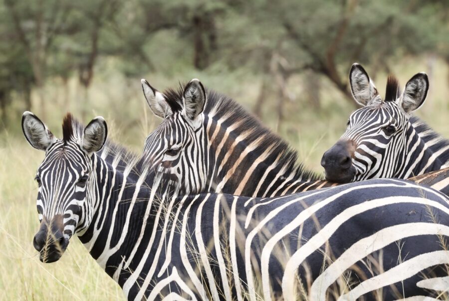 7-Day Rwanda Wild Safari, Akagera, Volcanoes & Lake Kivu