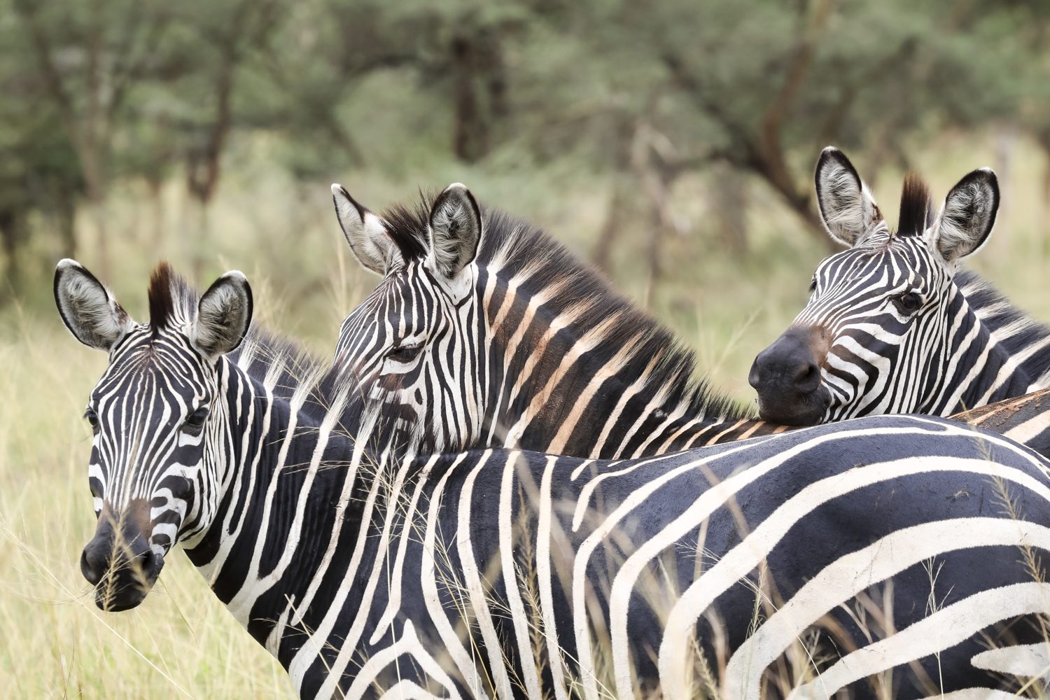 7-Day Rwanda Wild Safari, Akagera, Volcanoes & Lake Kivu