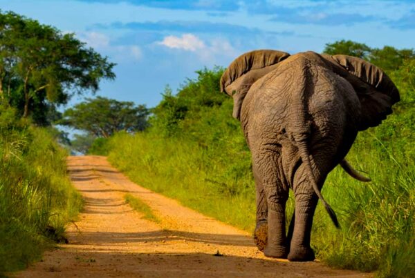 8-Day Bwindi National Park, L Bunyonyi, Queen Elizabeth