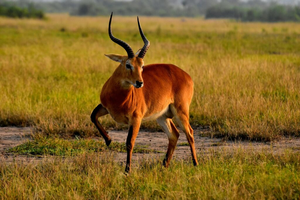 A Photographer’s Paradise: Capturing Murchison Falls National Park.
