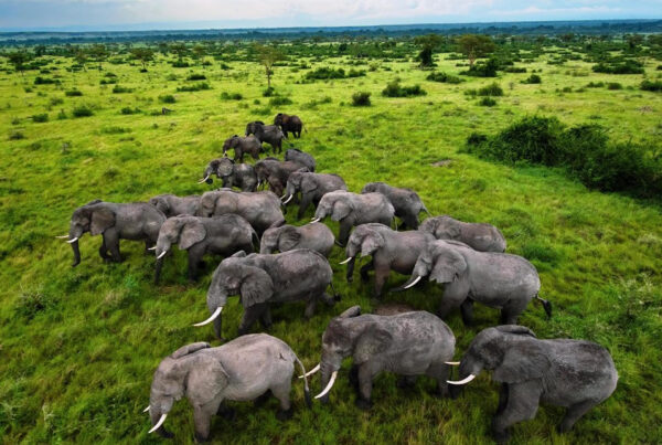 A Safari Guide to Queen Elizabeth