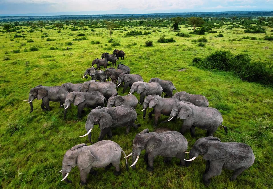 A Safari Guide to Queen Elizabeth