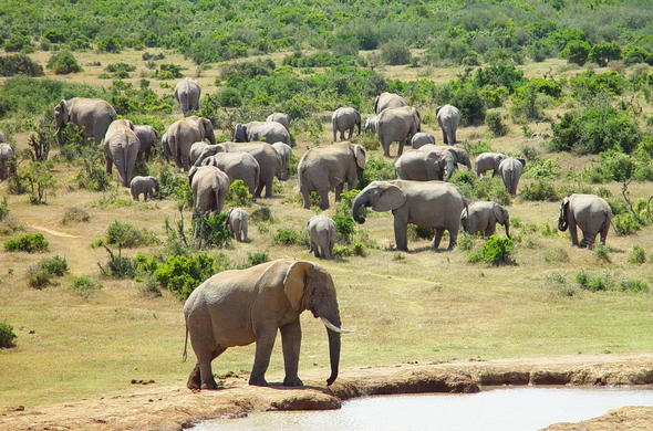 Addo Elephant National Park