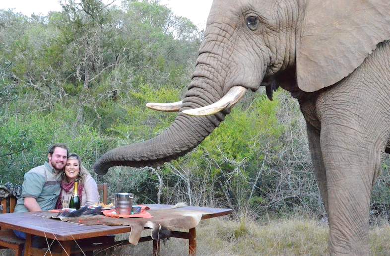 Addo elephant park
