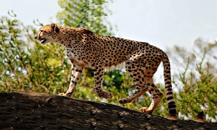 Adventure Road Trip to Kidepo Valley National Park