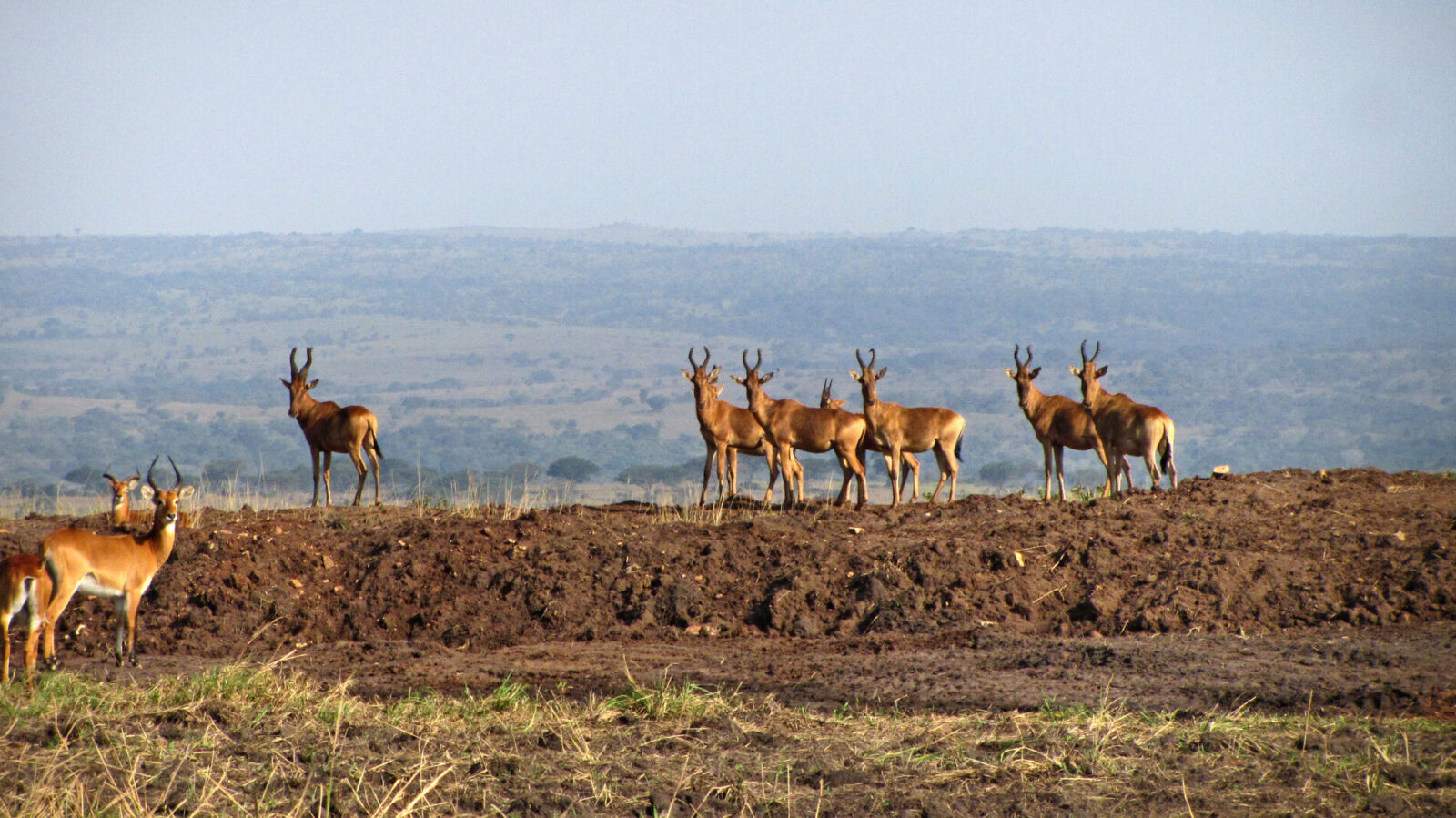 Bandingilo National Park