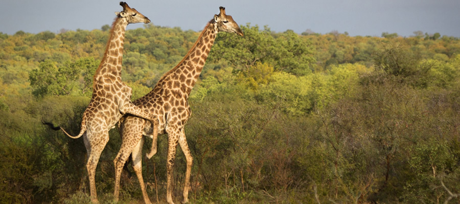 Best Game Drives in Murchison Falls National Park