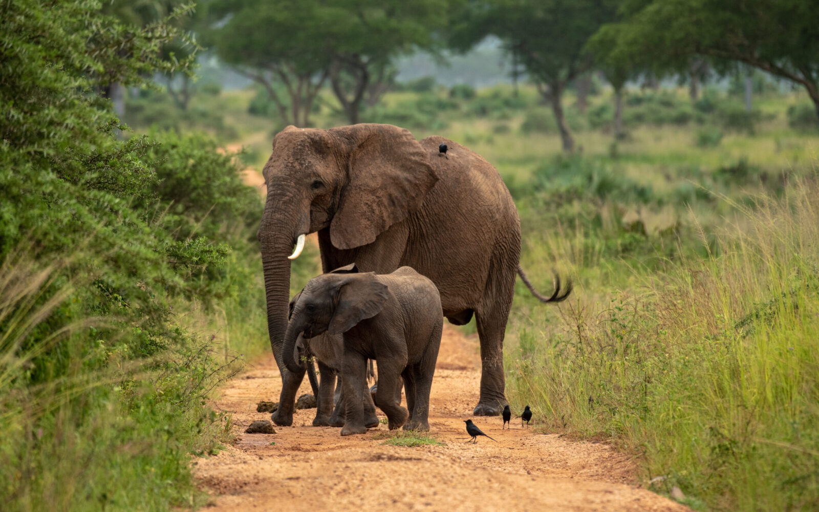 Best Game Drives in Murchison Falls National Park
