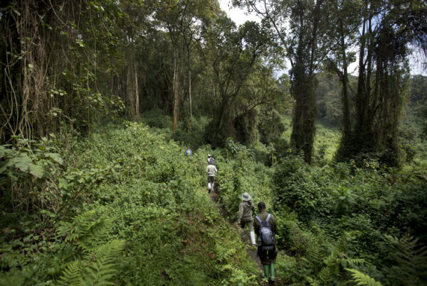 Best Time to Visit Kibale National Park for Chimp Trekking