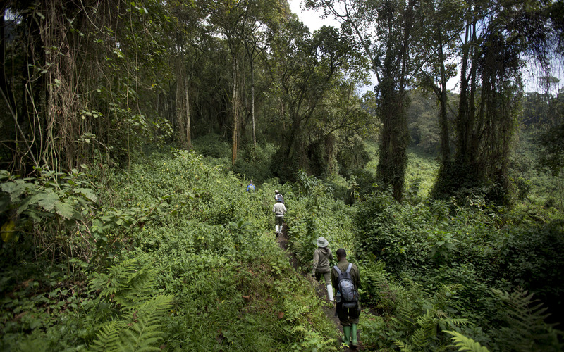 Best Time to Visit Kibale National Park for Chimp Trekking