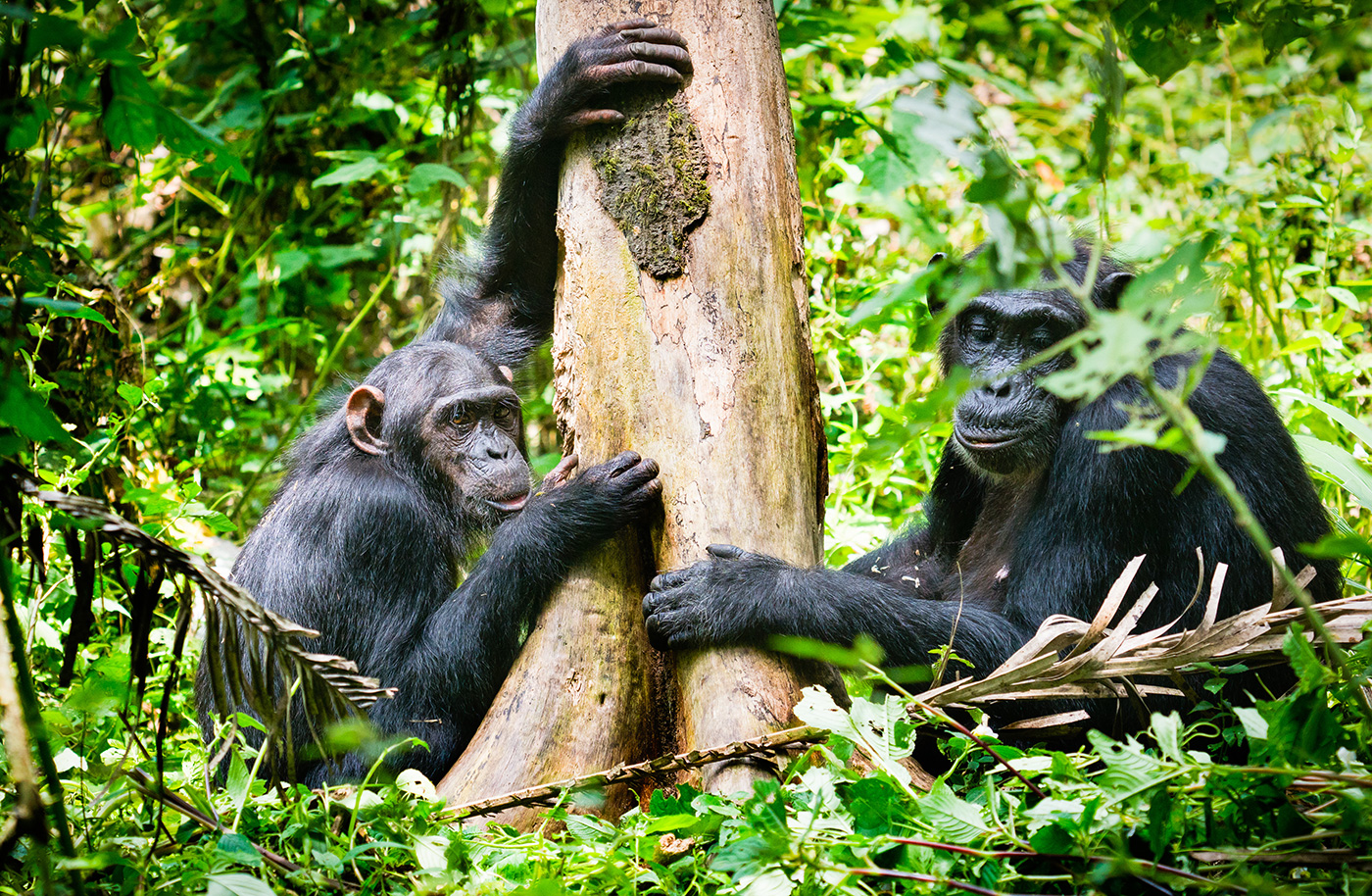 Best Time to Visit Kibale National Park for Chimp Trekking