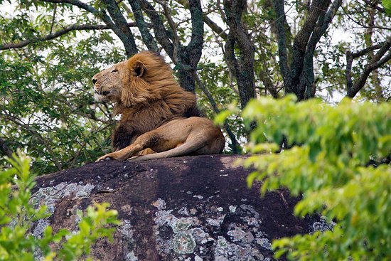 Best Time to Visit Kidepo Valley National Park