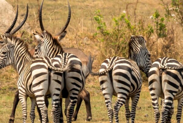 Best Time to Visit Lake Mburo for Game Drives