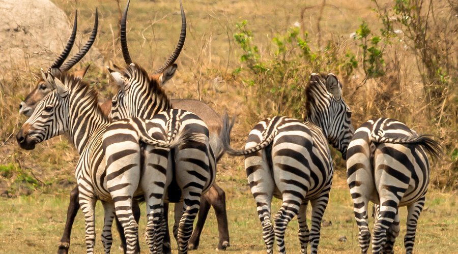 Best Time to Visit Lake Mburo for Game Drives