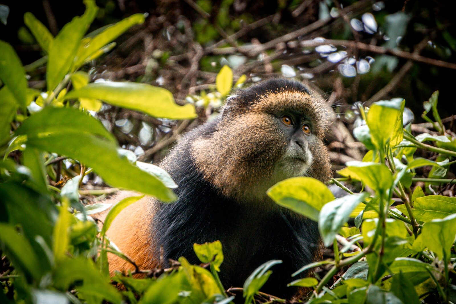 Best Time to Visit Mgahinga Gorilla National Park