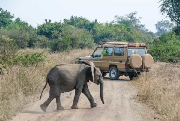 Best Time to Visit Queen Elizabeth for Game Drives