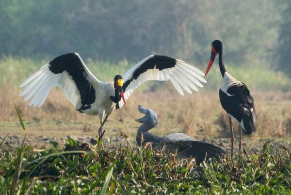 Birding Safaris in Murchison Falls National Park
