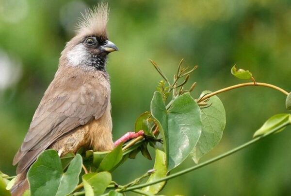 Birding in Mgahinga Gorilla National Park