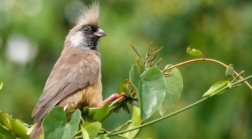 Birding in Mgahinga Gorilla National Park