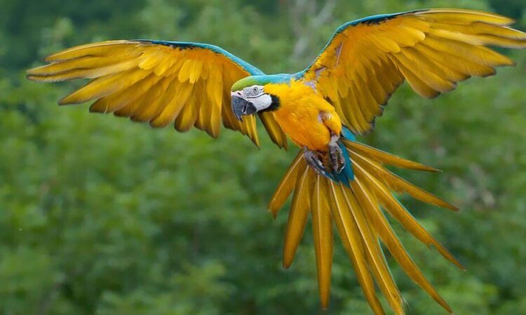 Birdwatching in Kibale Forest National Park