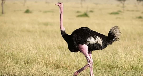 Birdwatching in Kidepo: Uganda’s Remote Paradise