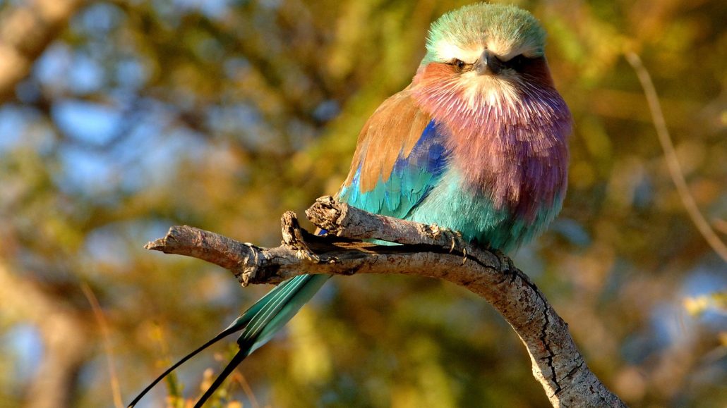 Birdwatching in Kidepo: Uganda’s Remote Paradise