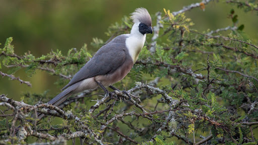Birdwatching in Lake Mburo National Park