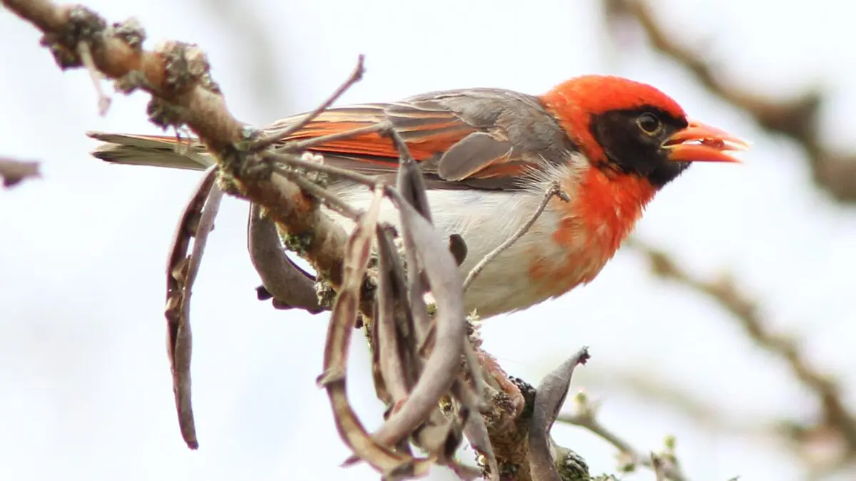 Birdwatching in Lake Mburo National Park
