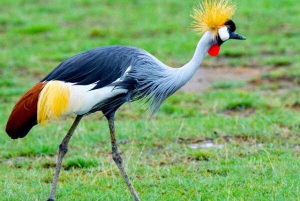 Birdwatching in Queen Elizabeth: Over 600 Species to Discover