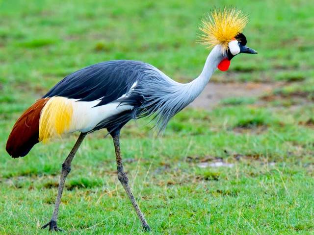 Birdwatching in Queen Elizabeth: Over 600 Species to Discover