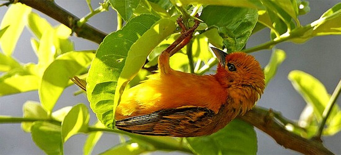 Birdwatching in Queen Elizabeth: Over 600 Species to Discover