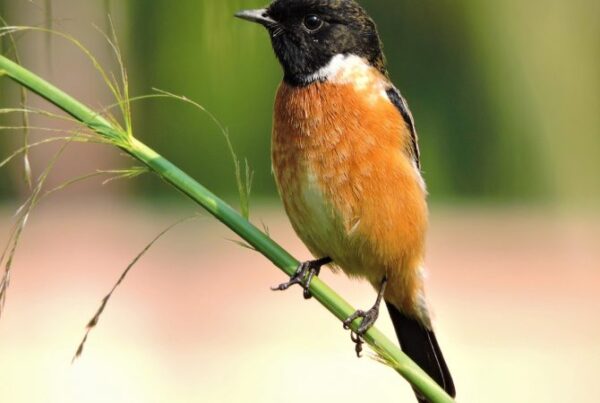 Birdwatching in Semuliki: Over 400 Rare Species