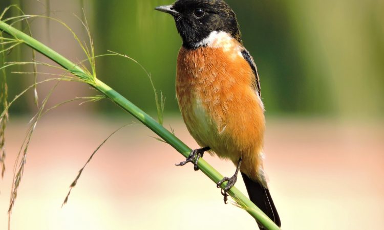 Birdwatching in Semuliki: Over 400 Rare Species