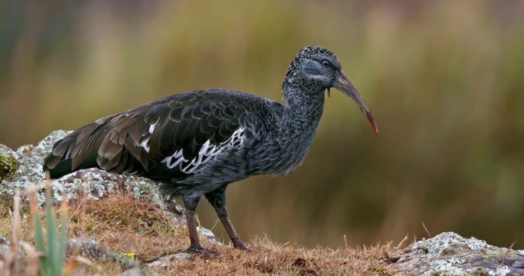 Birdwatching in Semuliki: Over 400 Rare Species