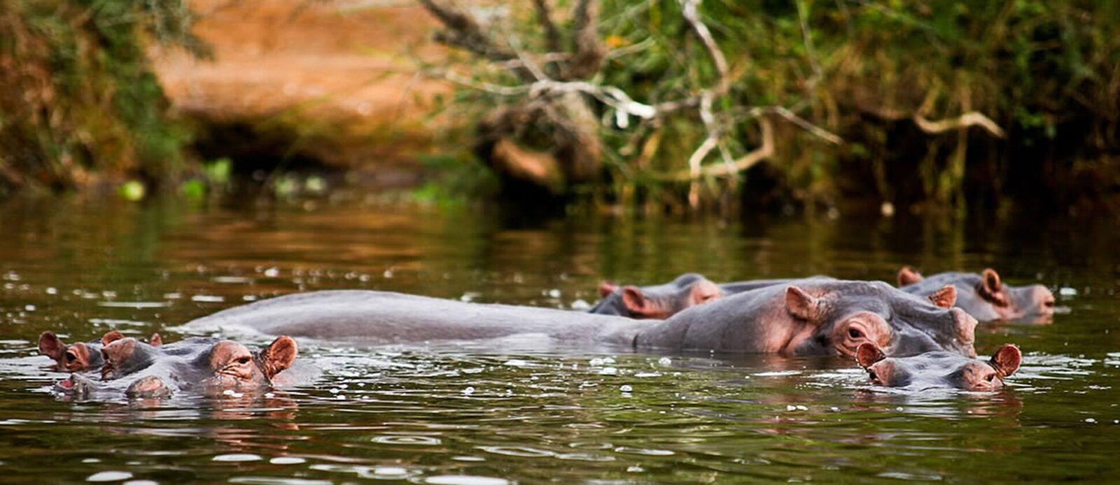 Boat Safaris on Lake Mburo: What to Expect
