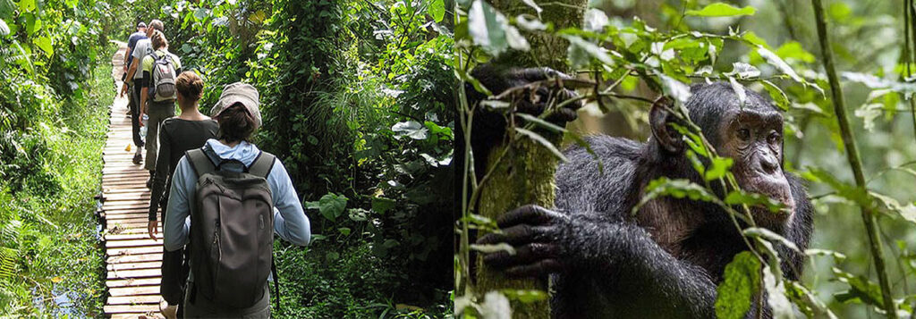 Budongo Forest Day Trip: Ultimate Checklist for luxury travelers