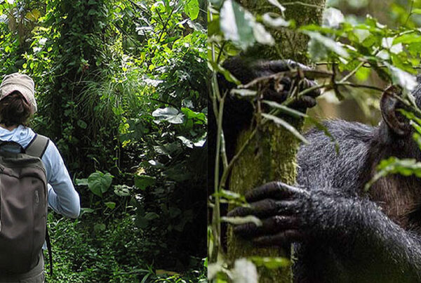 Budongo Forest Day Trip: Ultimate Checklist for luxury travelers