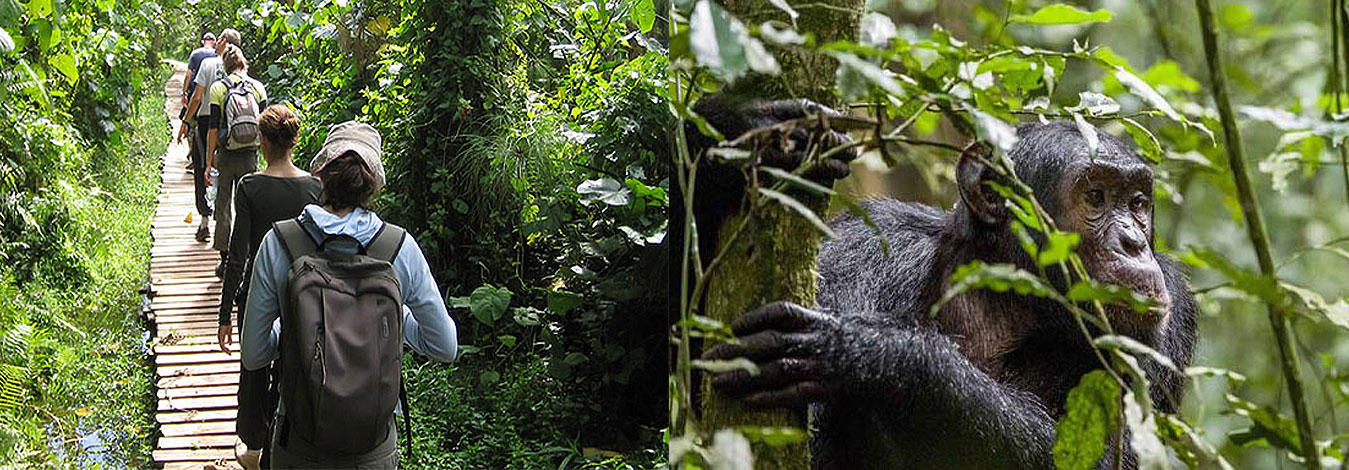 Budongo Forest Day Trip: Ultimate Checklist for luxury travelers