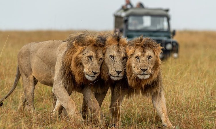 Central Serengeti