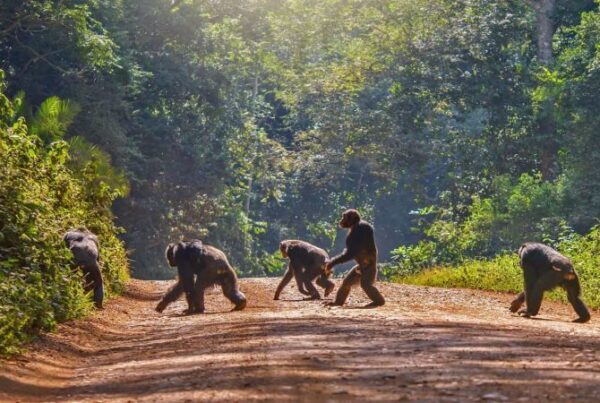 Chimpanzee Habituation Experience in Kibale