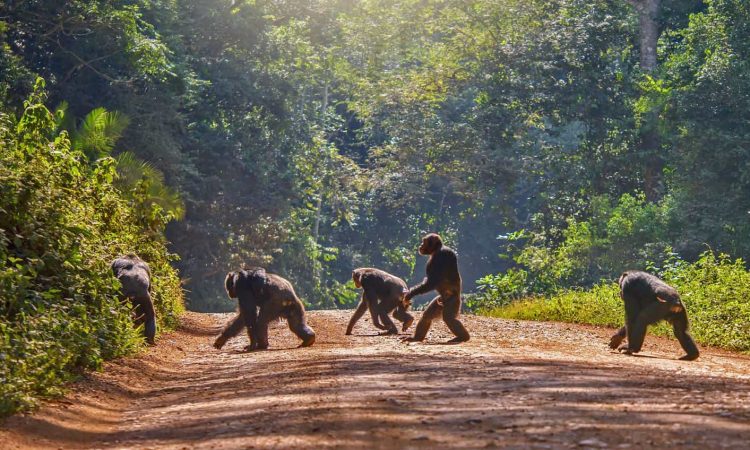 Chimpanzee Habituation Experience in Kibale
