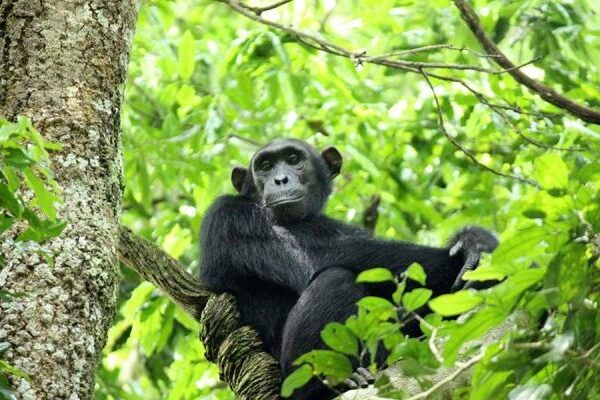 Chimpanzee Tracking in Budongo Forest near Murchison