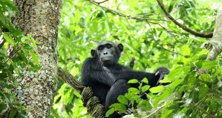Chimpanzee Tracking in Budongo Forest near Murchison