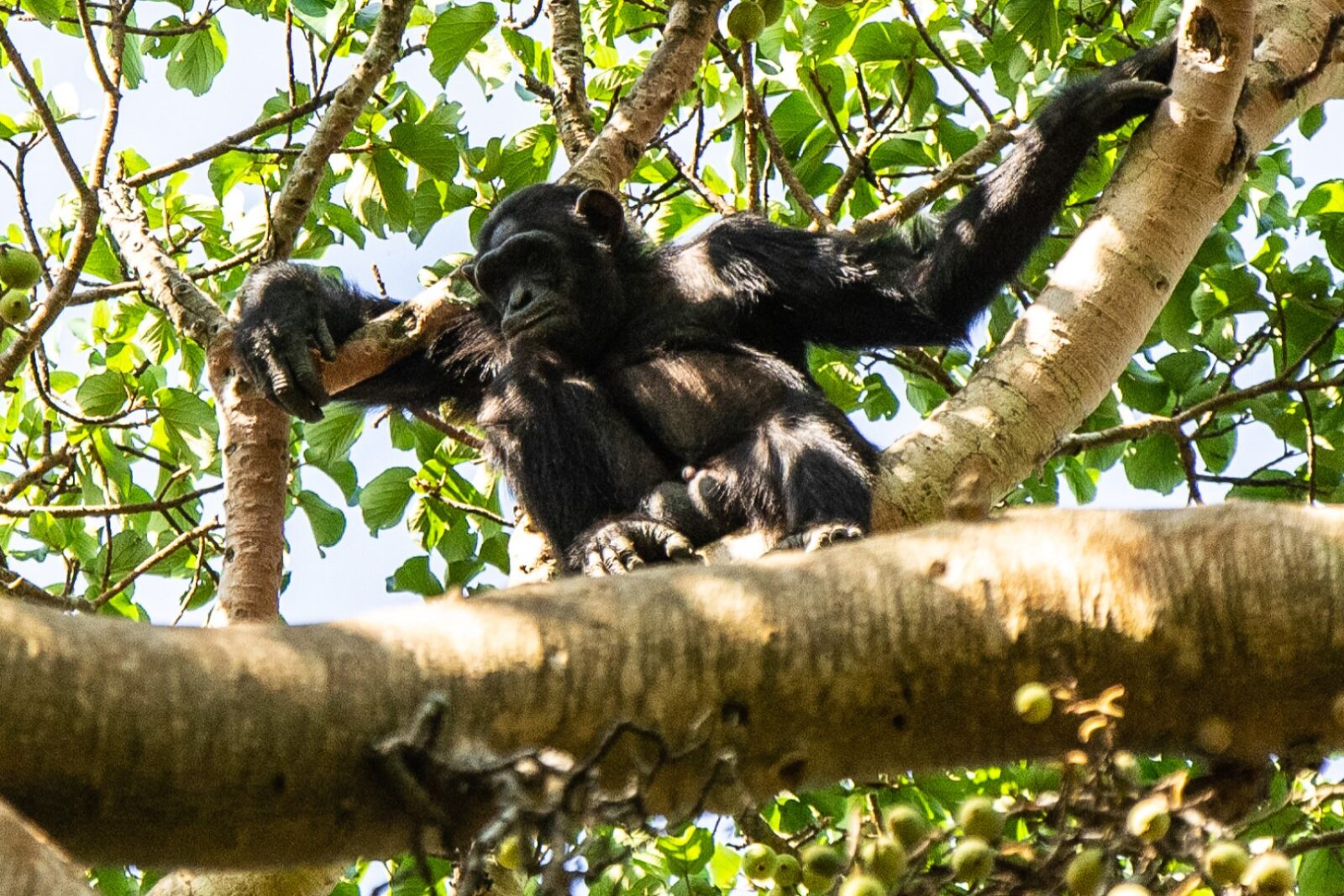 Chimpanzee Tracking in Budongo Forest near Murchison