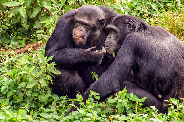 Chimpanzee Tracking in Kibale National Park: A Complete Guide