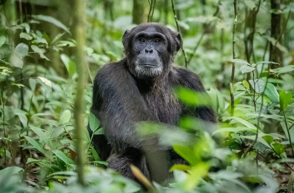 Chimpanzee Tracking in Kibale National Park: A Complete Guide